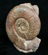 / Pseudogrammoceras Ammonite - France #4500-1